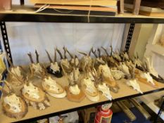 Approximately twenty five Muntjac antlers, majority mounted.