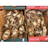 Two boxes of Muntjac antlers, majority mounted.