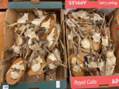 Two boxes of Muntjac antlers, majority mounted.