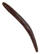 Australian boomerang with carved aquatic creatures and pattern, 64cm length, early 20th Century.