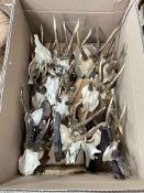 Collection of Muntjac antlers.