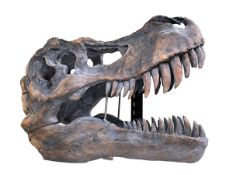 Composite dinosaur skull head, 42cm.