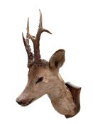 Taxidermy stag head on mounted shield.