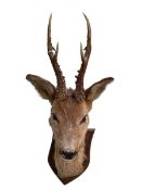 Taxidermy stag head on mounted shield.