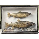 Cased taxidermy of two trout in ebonised glazed case.