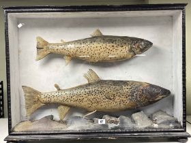 Cased taxidermy of two trout in ebonised glazed case.