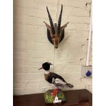 Two taxidermy, Indian Chinkara Gazelle head and red breasted Merganser.