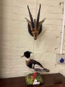 Two taxidermy, Indian Chinkara Gazelle head and red breasted Merganser.