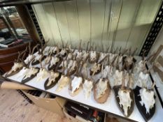 Collection of mounted antlers, approximately 36.