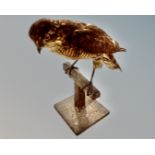 A taxidermy juvenile Sparrowhawk on perch.