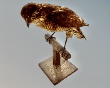 A taxidermy juvenile Sparrowhawk on perch.