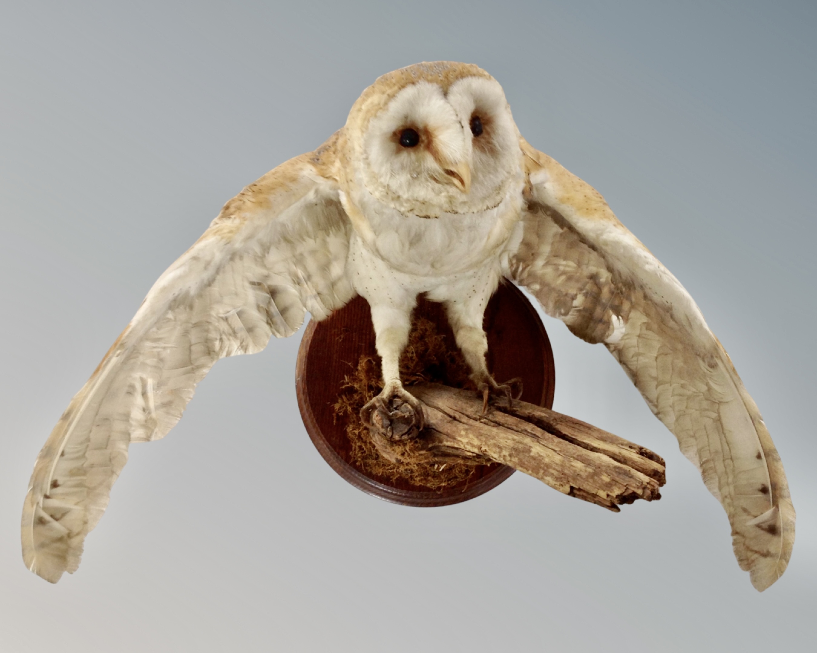 A taxidermy Barn Owl on branch,