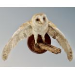 A taxidermy Barn Owl on branch,