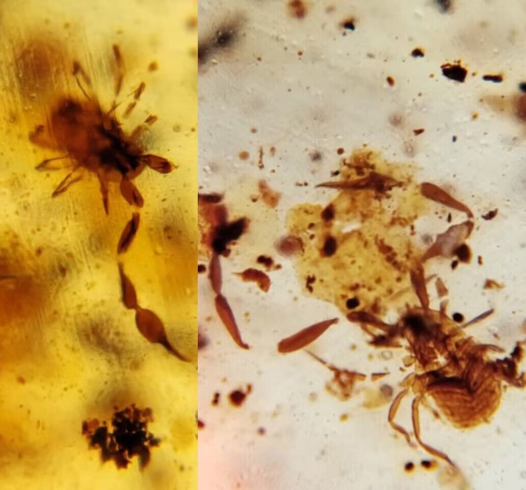 Two Pseudoscorpion fossils in Burmite Myanmar (Burma) Amber.