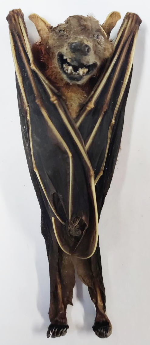 A mummified fruit bat from East Java, Indonesia.