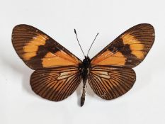 A pinned Altinote negra demonica butterfly in plastic display box,