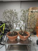 Two olive trees in plastic pots