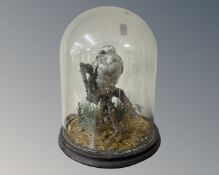 A Victorian taxidermy bird perched on a branch in naturalistic setting, under glass dome.