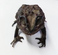 A taxidermy study of an Asian Common Toad, found in East Java, Indonesia.