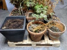 A pallet containing 10 assorted plastic, pottery and wooden planters, some with plants.