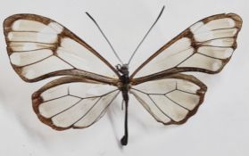 A Salvin's Clearwing (Episcada salvinia) butterfly in box.