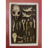 Taxidermy/Biology : A vole skeleton in display box.