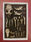 Taxidermy/Biology : A vole skeleton in display box.