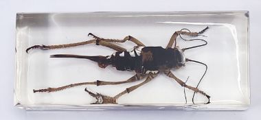 An Eastern lubber grasshopper preserved in resin