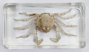 An Australian crab spider preserved in resin