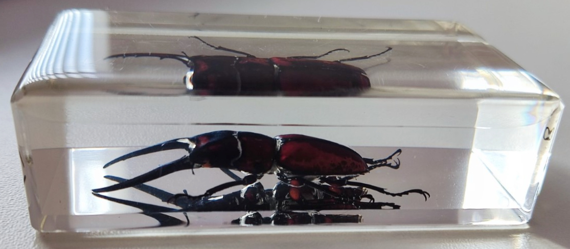 An Indonesian orange brown stag beetle encased in resin, - Image 2 of 5