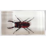 An Indonesian orange brown stag beetle encased in resin,