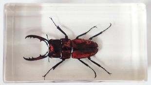 An Indonesian orange brown stag beetle encased in resin,