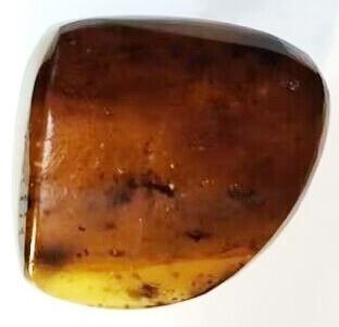 An Indonesian orange brown stag beetle encased in resin, - Image 4 of 5