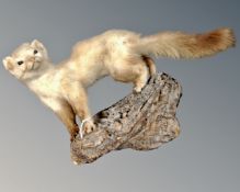 A taxidermy pine marten on branch