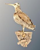 A taxidermy woodcock perched on branch