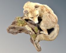A taxidermy fox mounted on log
