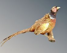 A taxidermy pheasant on branch