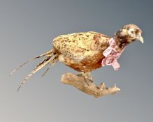 A taxidermy pheasant mounted on a branch.