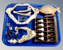 A tray of taxidermy related items including a set of shark jaws, animal skulls,