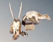 A taxidermy stoat on stand together with a further taxidermy skull mounted on a panel.