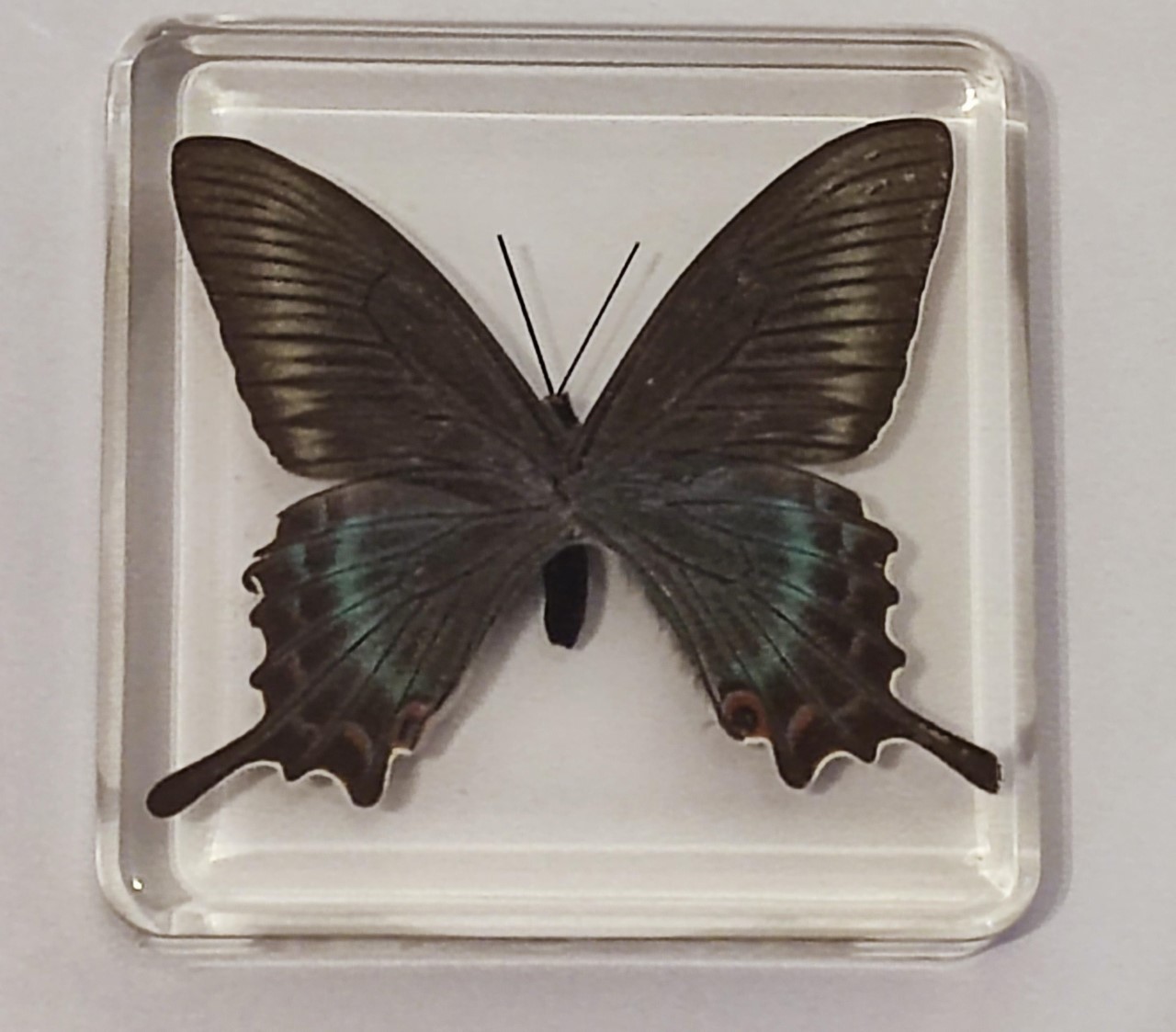 A Papilio Maackii (Alpine black swallowtail) butterfly in resin block. - Image 2 of 2