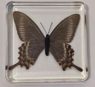 A Papilio Maackii (Alpine black swallowtail) butterfly in resin block.