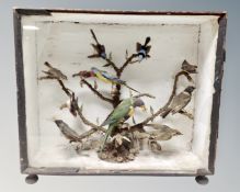 A 19th century eleven bird taxidermy montage including parakeet etc,