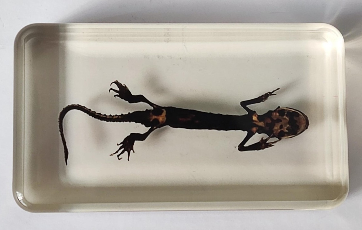 A newt in perspex block, with box. - Image 2 of 2
