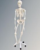 A model skeleton on stand.