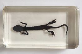 A newt in perspex block, with box.