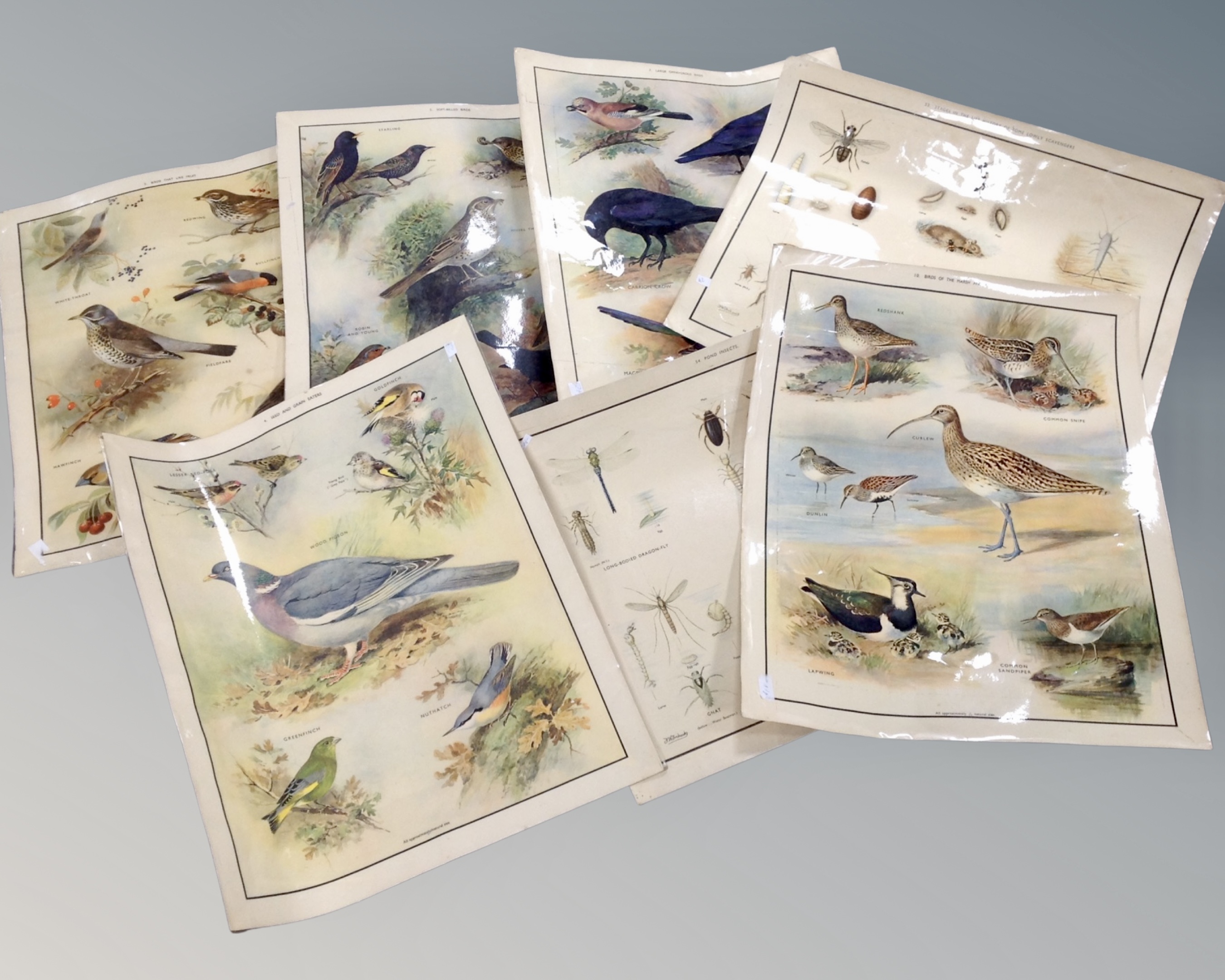 A box of seven vintage educational posters depicting birds and insects