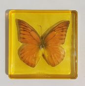 A boxed Orange Albatross butterfly in a perspex container.