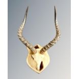 A pair of impala horns and hide mounted on oak shield, height 55cm.