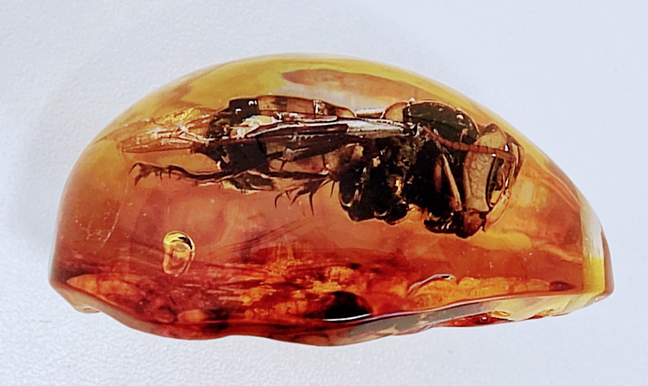 A large hornet in Burmese amber from the Hukawng Valley in northern Myanmar - Image 2 of 2